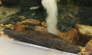 サンショウウオ