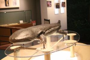 模型のサンショウウオ